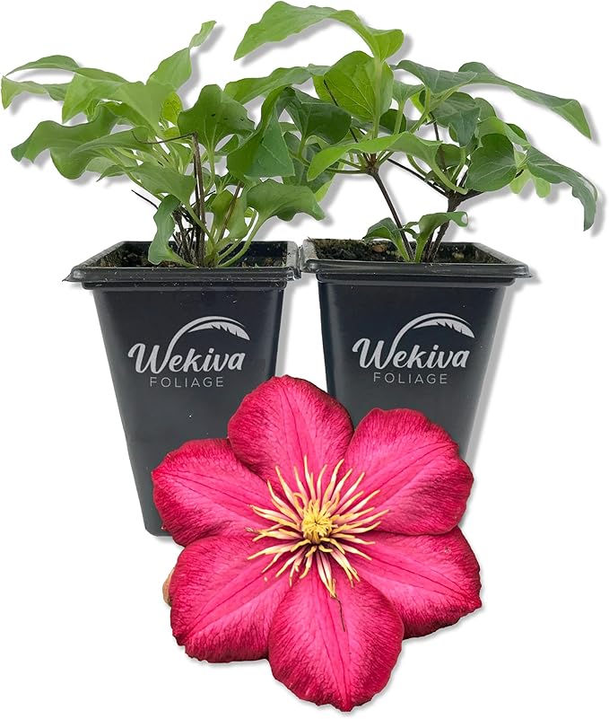 Clematis Ernest Markham - 2 Live Starter Plants in 2 Inch Pots - Starter Plants Ready for The Garden - Beautiful Maroon Flowering Vine