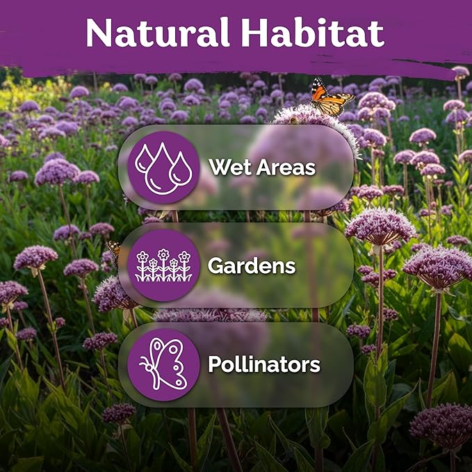 KVITER 1500 Joe Pye Weed Seeds (Eupatorium Maculatum) - Spotted Joe Pye Weed, Pink, Aromatic Wildflower, Butterfly Magnet - Perennial Flower Seeds in Seed Packets for Outdoor Flower Gardens