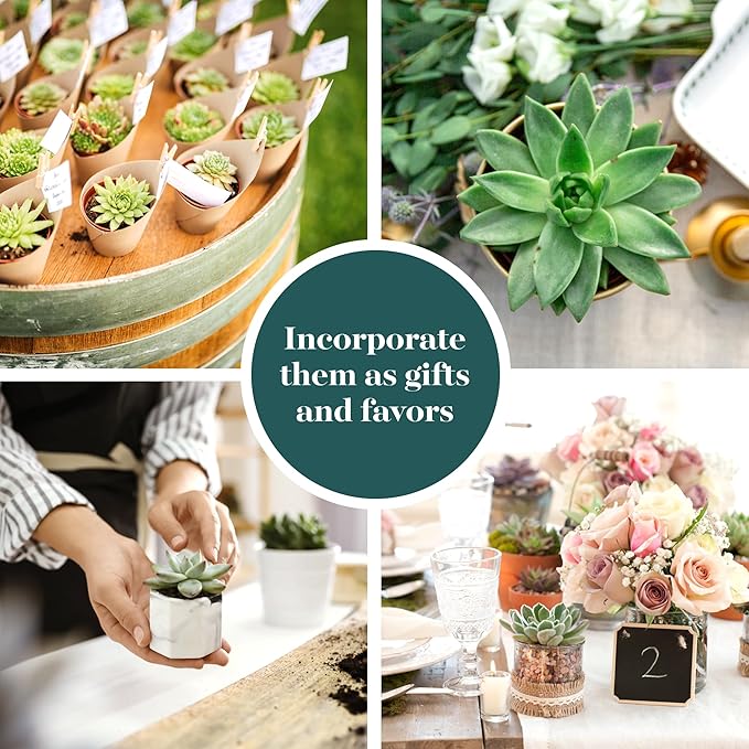 Shop Succulents Rosette Succulent Plant Pack Bulk Collection, Live Mini Succulent Plants, Low Maintenance, Floral Shaped Mix of Colors & Textures - Wedding and Party Favors, Gift & Garden, Pack of 128