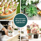 Shop Succulents Rosette Succulent Plant Pack Bulk Collection - Live Mini Succulent Plants, Low Maintenance, Floral Shaped Mix of Colors & Textures - Wedding and Party Favors, Gift & Garden, Pack of 16