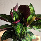Plants for Pets Calathea Ornata Plant Decor, Pinstripe Plant in 6" White Pot, Cat Safe, Pet Friendly Indoor Plants, Live Plant Gifts for Plant Lovers, Desk Plants & Decorative Plants by Plants for Pet