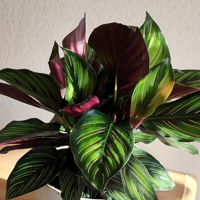 Plants for Pets Calathea Ornata Plant Decor, Pinstripe Plant in 6" White Pot, Cat Safe, Pet Friendly Indoor Plants, Live Plant Gifts for Plant Lovers, Desk Plants & Decorative Plants by Plants for Pet