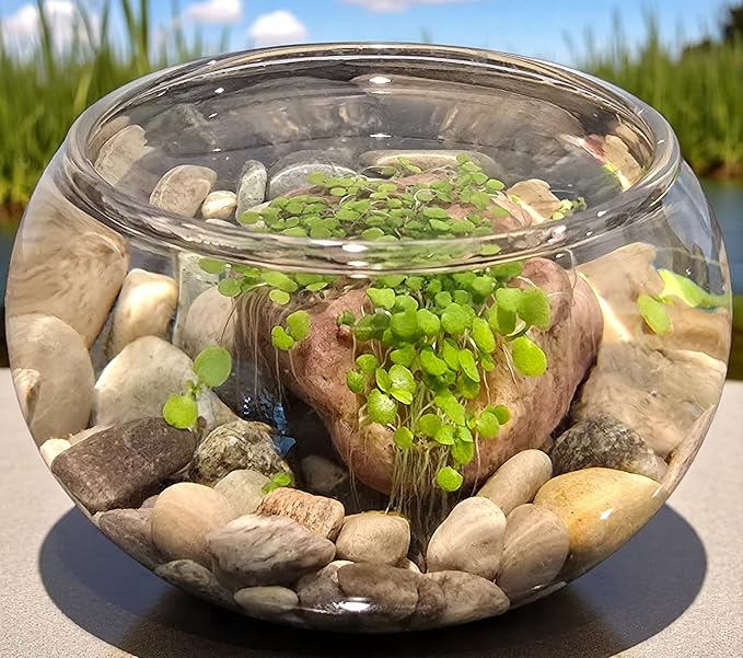 Mini WaterPlants - Create Your Own Soothing Aquasacape Starter Kit, Indoor Plant Glass Globe Terrariums with Complete Supplies, Just Add Water, 3-Pack