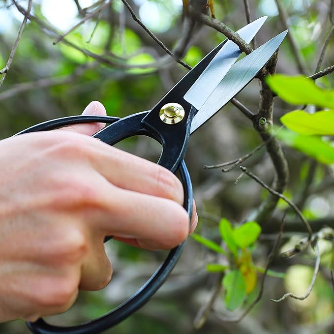 KAKURI Bonsai Scissors Long Blade Made in Japan 8", Japanese Carbon Steel Blade, Large Okubo Shears for Bonsai and Garden Use