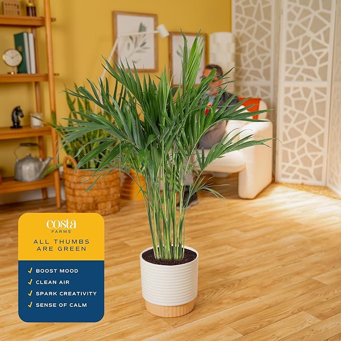 Costa Farms Cat Palm Live Plant in Decorative Pot, Large Indoor Houseplant, Perfect for Home, Room, or Office Decor, Great House Warming or Birthday Gift, 3-4 Feet Tall