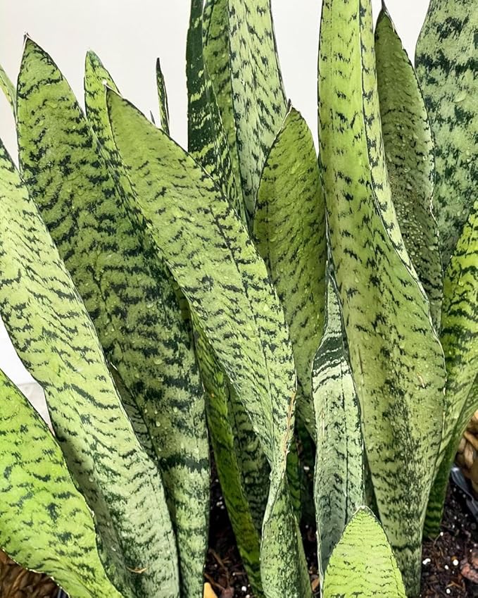 RedCrocus Zeylanica Snake Plant Sansevieria trifasciata 'Zeylanica' Indoor-Outdoor| Low Maintenance, Pet-Friendly, Variegated Foliage, Easy Care, Drought Tolerant, Air Purifier 10" Pot