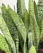 RedCrocus Zeylanica Snake Plant Sansevieria trifasciata 'Zeylanica' Indoor-Outdoor| Low Maintenance, Pet-Friendly, Variegated Foliage, Easy Care, Drought Tolerant, Air Purifier 10" Pot