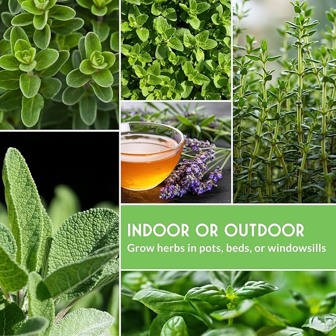 Herb Seeds Variety Pack | 10 Culinary Herbs for Planting – Basil, Cilantro, Lavender, Dill, Parsley, Oregano, Thyme, Sage, Chives, Marjoram – Indoor Kitchen Herb Kit – Survival Garden Seeds