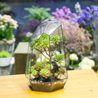 NCYP No Door Large Geometric Terrarium - 16 Inches Irregular Open Glass Terrarium Pot for Tall Cacti, Tall Succulents - Home Garden Tabletop Decoration (NO Plants)
