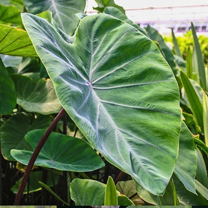 Chalily Violet Stemmed Taro, a Great Live Pond Plant for Your Water Garden. Filters The koi and Goldfish Pond. Good for Bogs, Plant Shelf or Shallow Water This marginal Aquatic is a Real Beauty