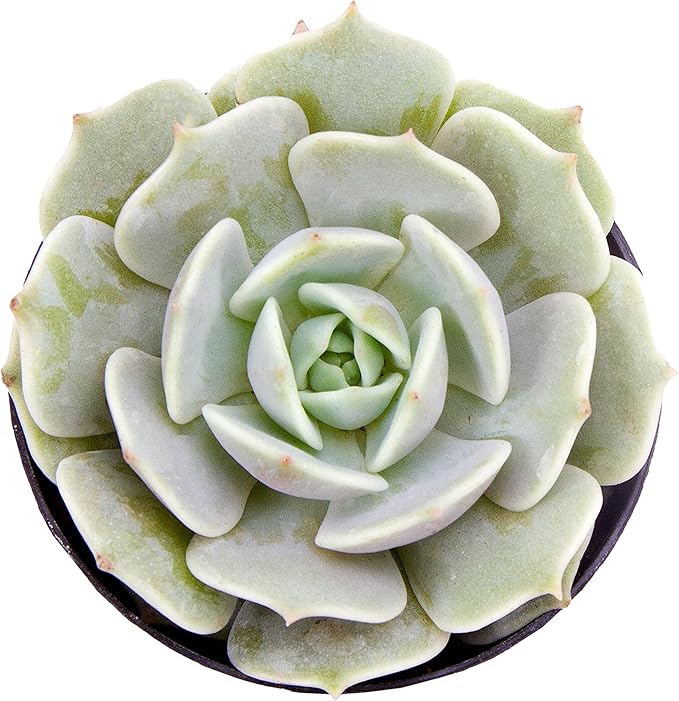 Altman Plants, Lola Echeveria Succulent Plants Live Succulents Plants Live with Pot, Live Indoor Plants Live Houseplants Live Indoor House Plants Indoors Live Plants Outdoor Plants Live Outdoor Plants