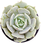 Altman Plants, Lola Echeveria Succulent Plants Live Succulents Plants Live with Pot, Live Indoor Plants Live Houseplants Live Indoor House Plants Indoors Live Plants Outdoor Plants Live Outdoor Plants
