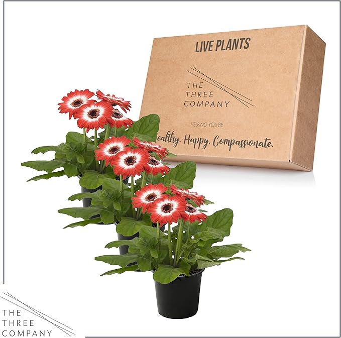 Live Flowering Gerbera Daisies - Red and White Bicolor (3 Plants Per Pack) - Beautiful Spring Flowers - 12" Tall by 5" Wide in 1 Qt Pot