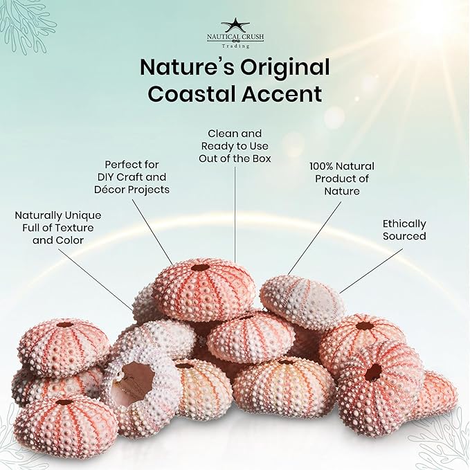 Nautical Crush Trading Sea Urchins Shells for Air Plants - 25 Pink (1-2") Sea Urchin Shells - Hanging Air Plant Holder - Air Plants Live Holders - No Plants Included