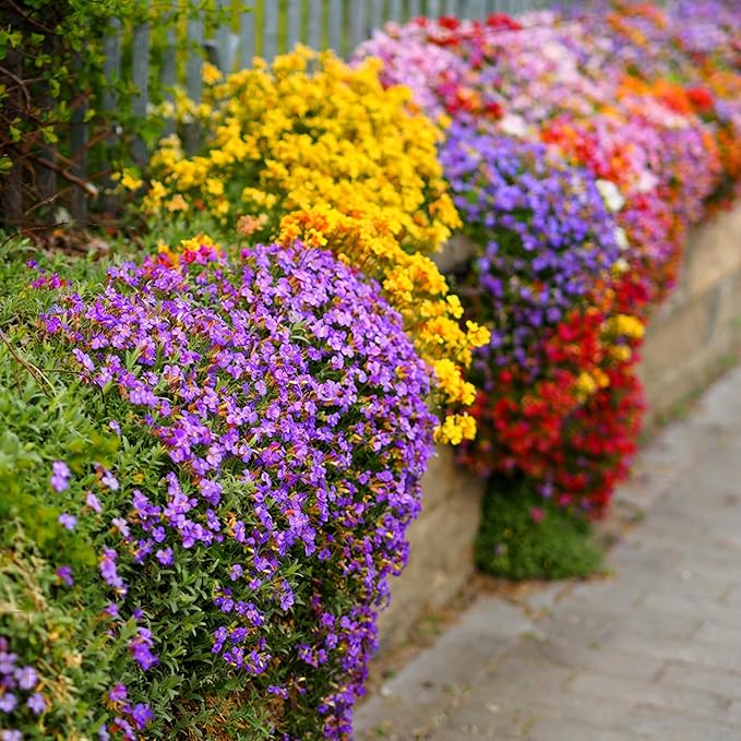 Mix Climbing Lobelia Flower Seeds for Planting, 309+pcs Rare Perennial Climber Trailing Lobelia Flower Seeds Plants, Beauty Flowers Plants Yard Potted Decoration for Home Garden Outdoors