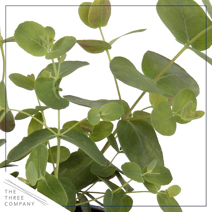 Live Aromatic and Healthy Herb - Eucalyptus (6 Per Pack), Assorted Varieties - Natural Air Purifier, 8" Tall by 3" Wide in 1 Pint Pot