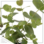 Live Aromatic and Edible Herb - Eucalyptus (4 Per Pack) - Assorted Varieties, Natural Air Purifier, 10" Tall by 3" Wide