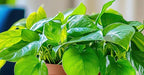 Emerald Falls Pothos – Live Plant in 2 Inch Pot - Air Purifier Plant to Make Your House Healthier - Indoor Plant Aesthetic