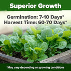 HOME GROWN Romaine Lettuce Seeds, Paris Island Bulk Pack, 7000+ Lettuce Seeds for Planting, High Germination Heirloom Vegetable Seeds,Works Indoor in Hydroponic Garden and Outdoor