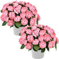 Live Flowering New Guinea Impatiens - Salmon (2 Plants Per Pack), Beautiful Shade Flowers, 12" Tall by 5" Wide in 1 Qt Pot