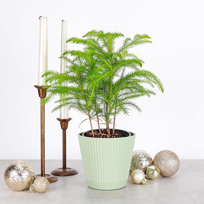 Thorsen's Greenhouse Live Norfolk Island Pine Plant, Christmas Greenery Gift or Decor, Air Purifying Premium Indoor Houseplant, Mature 4" Diameter Pot (Sage, 4-inch Pot)