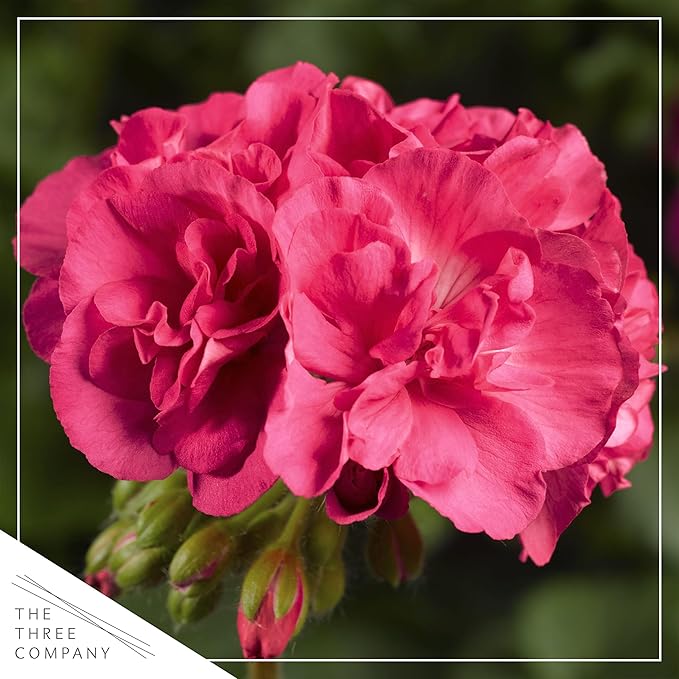 Live Flowering Zonal Geraniums - Salmon (3 Plants Per Pack) - Beautiful Spring Flowers - 12" Tall by 5" Wide in 1 Qt Pot