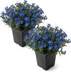 Live Lithodora 2-Pack – Blue – Evergreen Groundcover Perennial, Spring Flowers, 6” Tall, 1 Qt Pot