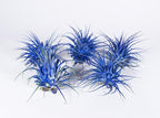 Air Plants - Tillandsia Ionantha - Organically Enhanced Color - Live Arrival Guaranteed - House Plants for Home Decor & Gift (Blue Bell 5pk)
