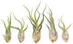 Tillandsia Caput Medusae Air Plants - Live Succulent House Plants - Available in Wholesale and Bulk - Home and Garden Decor - Easy Care Indoor/Outdoor Air Plant (Pack of 5)