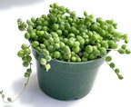 String of Pearls Succulents Plants Live, Succulent Plants Fully Rooted, Rare House Plant for Home Office Decoration, DIY Projects, Party Favor Gift by Fatplants