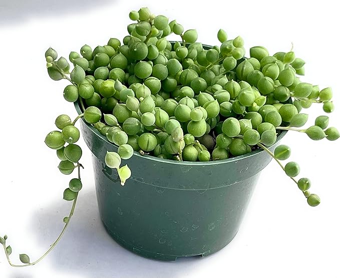 String of Pearls Succulents Plants Live, Succulent Plants Fully Rooted, Rare House Plant for Home Office Decoration, DIY Projects, Party Favor Gift by Fatplants