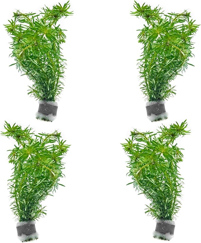 SubstrateSource Live Aquarium Stem Plants - Freshwater Aquatic Plant for Fish Tanks, Aquascaping - (Rotala Bossii, 4 Bunches)