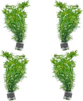 SubstrateSource Live Aquarium Stem Plants - Freshwater Aquatic Plant for Fish Tanks, Aquascaping - (Rotala Bossii, 4 Bunches)