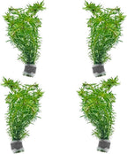 SubstrateSource Live Aquarium Stem Plants - Freshwater Aquatic Plant for Fish Tanks, Aquascaping - (Rotala Bossii, 4 Bunches)