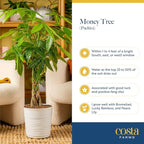 Costa Farms White Bird of Paradise & Money Tree Live Plants in Decorative Pots, Large Indoor Houseplants, Home, Room, or Office Decor, House Warming or Birthday Gift, 3-4 Feet, Pack of 2
