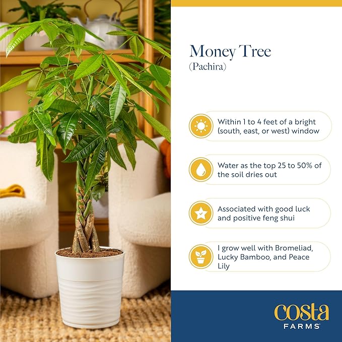 Costa Farms White Bird of Paradise & Money Tree Live Plants in Decorative Pots, Large Indoor Houseplants, Home, Room, or Office Decor, House Warming or Birthday Gift, 3-4 Feet, Pack of 2