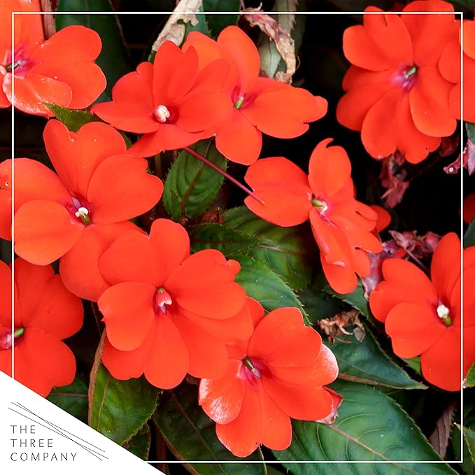 Live Flowering New Guinea Impatiens - Orange (3 Plants Per Pack), Beautiful Shade Flowers, 12" Tall by 5" Wide in 1 Qt Pot