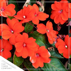 Live Flowering New Guinea Impatiens - Orange (3 Plants Per Pack), Beautiful Shade Flowers, 12" Tall by 5" Wide in 1 Qt Pot