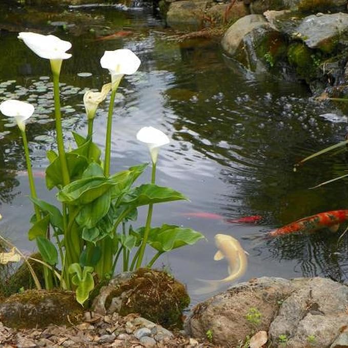 Calla Lily, a Great Live Pond Plant for Your Water Garden. Filters koi and Goldfish Ponds. Good for Bogs, Plant Shelf or Shallow Water This marginal Aquatic is a Real Beauty