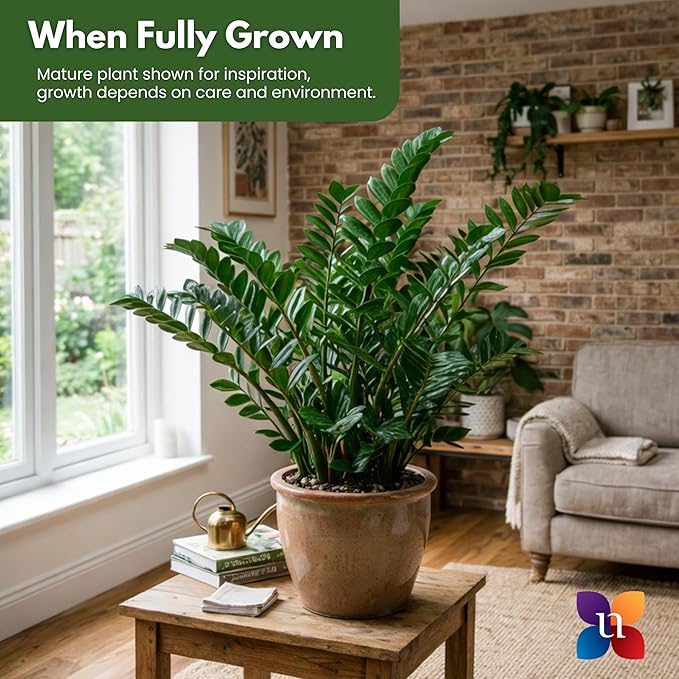 ZZ Black Plant Live in 10-inch Plant Pot, Easy Care Low Light Indoor House Plant for Home and Office Decor by United Nursery