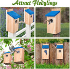 Dreyoo 2 Pack Bluebird Box Houses for Outside,1-1/2'' Entrance Hole Wooden Bird Houses with Metal Guard, Secure Latch,Fledgling Grooves,Air Vents for Bluebird Wren Swallow(Blue Roof, Wood Body)