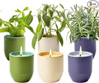 Modern Sprout - 2-in-1 Soy Candle & Planter - 3-Pack Indoor Set (Violet Hour, in The Weeds, Golden Moments) 6 Oz Scented Candles with Lavender, Sage & Mint Seeds – 38–40 Hr Burn Each