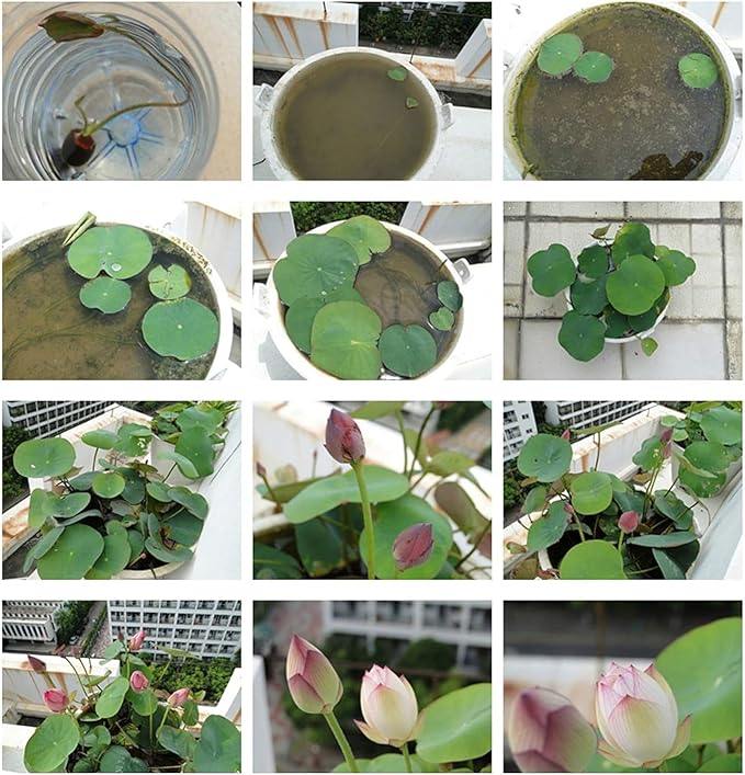 15pcs Bowl Lotus Seeds for Planting - Bonsai Lotus Seeds, Water Lily Flower, Aquatic Plants, Ideal for Ponds, Non-GMO Home Garden Plant Seeds, Flowering Aquatic Bonsai