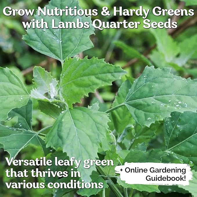KVITER 10000 Lambs Quarter Seeds (Chenopodium Album) - White Goosefoot Seeds, – Heirloom & Edible Weeds – Ideal Non-GMO Herb Seeds for Organic Spinach Substitute in Home Gardens