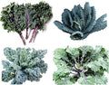 1000 Kale Mixed Seeds, This is a Mix Dwarf Blue Curled, Lacinato Dinosaur, Siberian Dwarf, Russian Red, Heirloom Non-GMO USA Grown Brassica oleracea