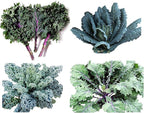 1000 Kale Mixed Seeds, This is a Mix Dwarf Blue Curled, Lacinato Dinosaur, Siberian Dwarf, Russian Red, Heirloom Non-GMO USA Grown Brassica oleracea