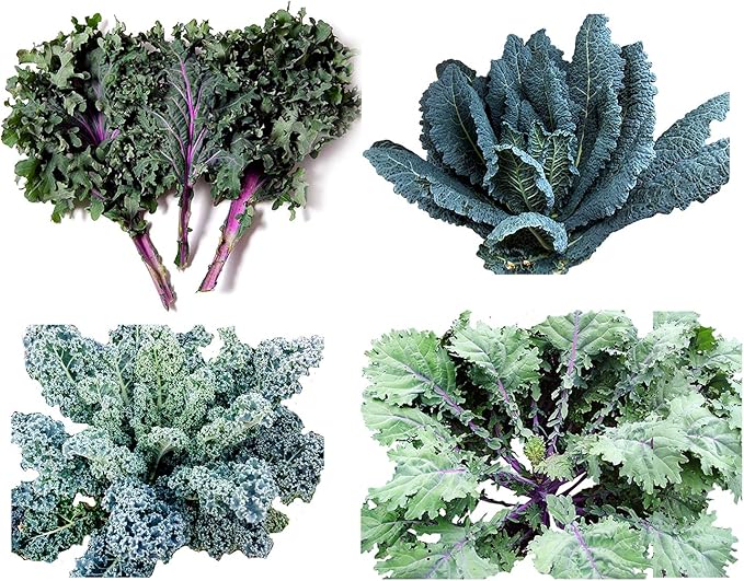 1000 Kale Mixed Seeds, This is a Mix Dwarf Blue Curled, Lacinato Dinosaur, Siberian Dwarf, Russian Red, Heirloom Non-GMO USA Grown Brassica oleracea
