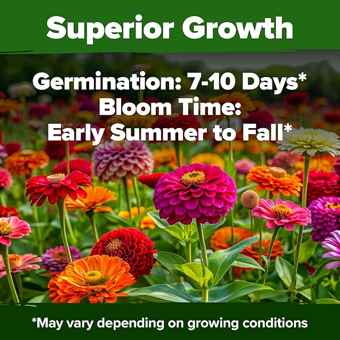 HOME GROWN Zinnia Seeds for 2026 - California Giant Mix - 7,300+ (2 oz) Plant Wildflower Blooms Bulk Seeds for Planting Flowers Outside - Pollinator Gardens (Zinnia elegans)