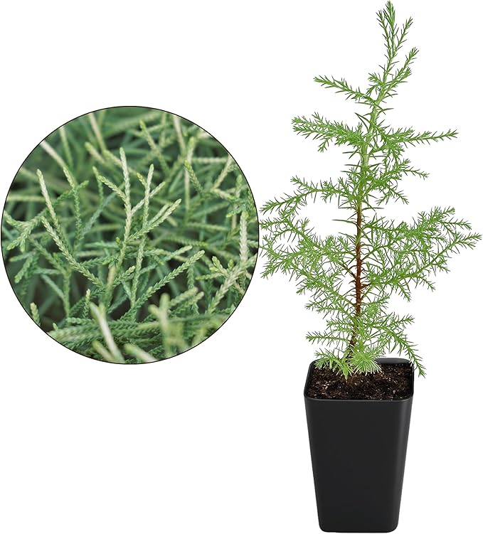 My Shelfie – Arizona Cypress Bonsai Starter Tree (Cupressus arizonica), 2-Inch Live Evergreen Plant for Indoor or Outdoor Bonsai Garden, Home & Living Room Décor (5)