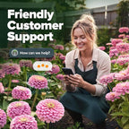 HOME GROWN Pink Zinnia Seeds – 600 Luminosa Zinnias 1g, Easy to Grow Annual Flower Seeds for Planting Outdoors for 2026, Fast Blooming, Heat Tolerant Herb Seed Garden Companion (Zinnia elegans)